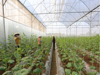 Bắc Ninh: Xây dựng, phát triển mô hình chuỗi sản xuất và cung ứng thực phẩm an toàn