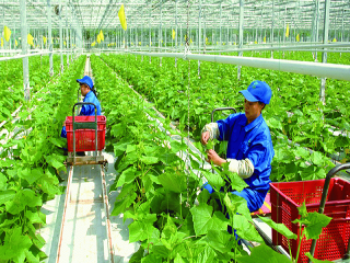 Thanh Hoá: Phát triển các sản phẩm nông nghiệp chủ lực tỉnh giai đoạn 2021 - 2025, định hướng đến năm 2030