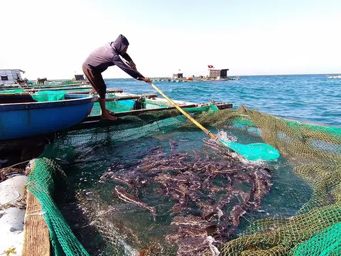 Quảng Ngãi: Lãi hàng trăm triệu đồng từ nuôi cá bớp lồng bè trên đảo Lý Sơn