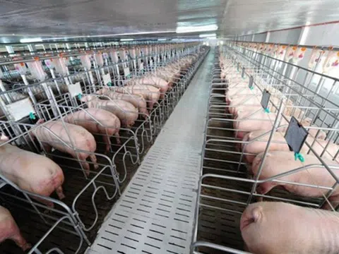 Tiếp tục nhập khẩu lợn để nhân giống, phục vụ tái đàn