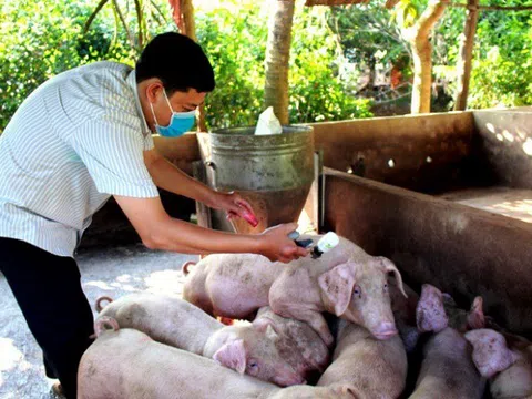 Khẩn trương kiểm soát, ngăn chặn dịch tả lợn châu Phi lan rộng