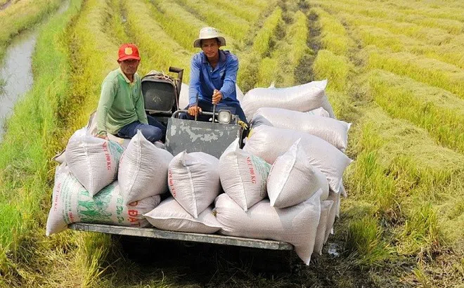 Việt Nam lần đầu tiên trở thành quốc gia xuất khẩu gạo lớn nhất vào Singapore