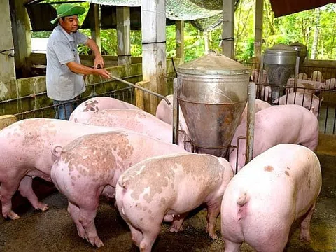 Thị trường thịt lợn diễn biến trái quy luật