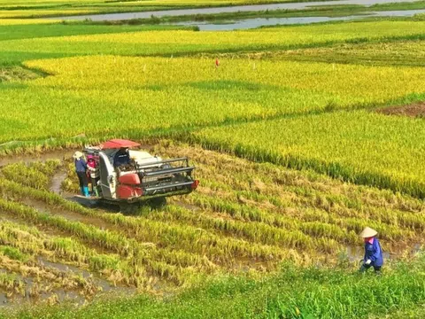 5 tháng, xuất khẩu gạo đạt gần 4,2 triệu tấn