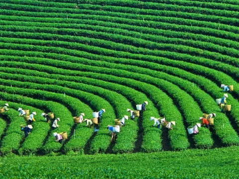Việt Nam đứng thứ 79/160 quốc gia về chỉ số kinh tế xanh