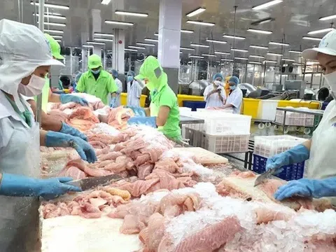 Hà Lan nhập khẩu cá tra Việt Nam nhiều nhất khối EU