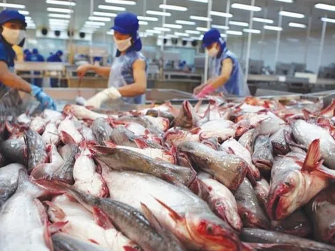 8 tháng năm 2024, xuất khẩu thủy sản đạt gần 6,3 tỷ USD