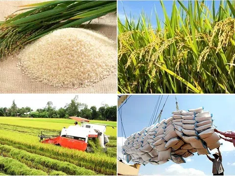 Giá gạo Việt Nam xuất khẩu đứng đầu khu vực