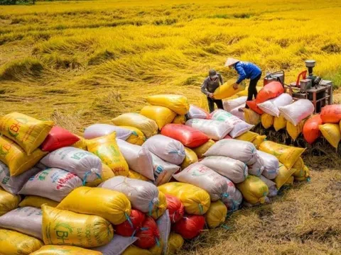 Giá xuất khẩu gạo trung bình 4 tháng giảm 19,8%