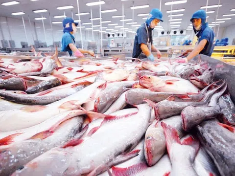 Cá tra Việt Nam mở rộng sang thị trường ngách giàu tiềm năng