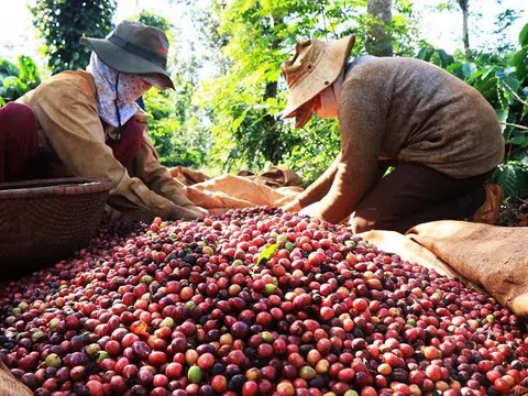 Nửa đầu năm 2025, xuất khẩu cà phê thu về 5,45 tỷ USD