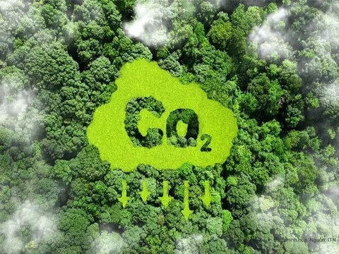 Hoàn thiện khung pháp lý để minh bạch thị trường carbon rừng