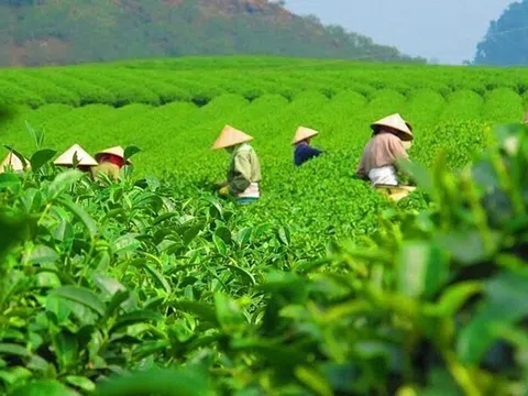 Định hướng chiến lược nâng cao giá trị xuất khẩu chè Việt vào Indonesia
