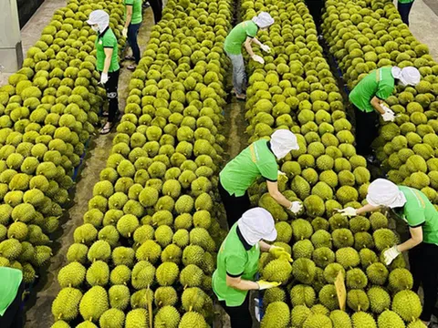 Xuất khẩu sầu riêng sôi động trở lại với kim ngạch 7 tháng ước đạt hơn 1 tỷ USD