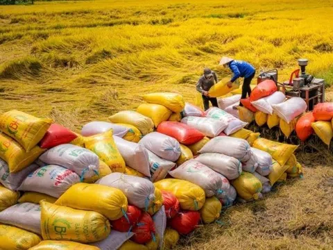 Việt Nam vươn lên vị trí thứ hai thế giới về xuất khẩu gạo
