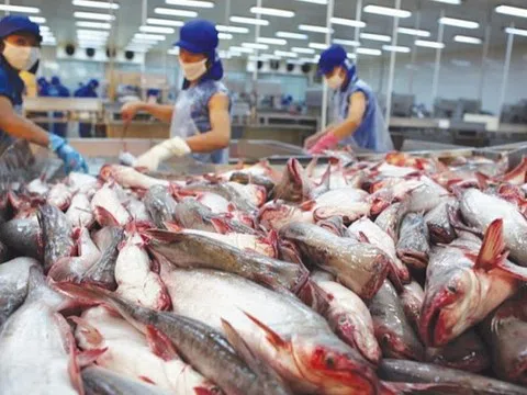 Ngành cá tra Việt Nam tiếp tục ghi nhận tín hiệu tích cực
