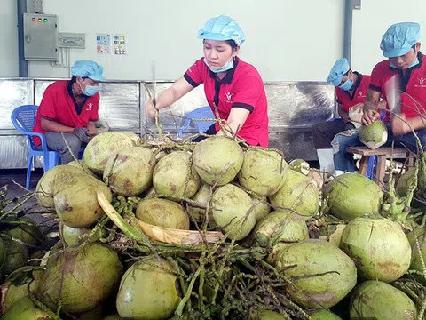 Dừa dẫn đầu nhóm rau quả nhập khẩu khi kim ngạch tăng gần 20 lần