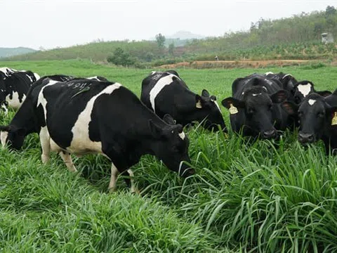 Bức tranh ngành bò sữa thay đổi rõ rệt với nhiều “gam trầm”