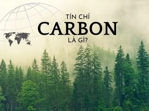 Việt Nam ngồi trên "kho báu" khổng lồ: Mỗi năm có thể thu về 1,9 tỷ USD từ thị trường toàn cầu