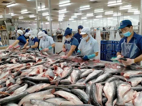 CPTPP và Nam Mỹ trở thành trụ cột tăng trưởng của xuất khẩu cá tra