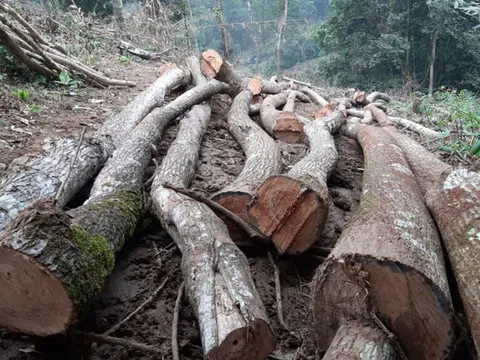 Kỷ luật cán bộ để xảy ra chặt phá rừng đặc dụng Vườn quốc gia Xuân Sơn
