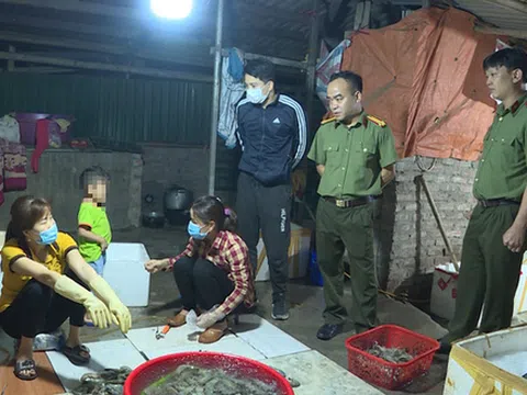 Bắt quả tang cơ sở bơm tạp chất vào tôm cho các nhà hàng Hà Nội, cứ 10kg tôm có 1,5kg tạp chất