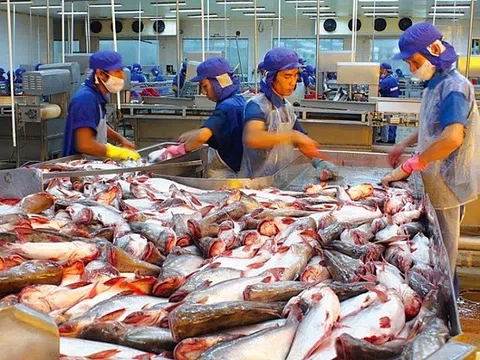 Việt Nam có thể đạt hơn 1,8 triệu tấn cá tra xuất khẩu vào năm 2021