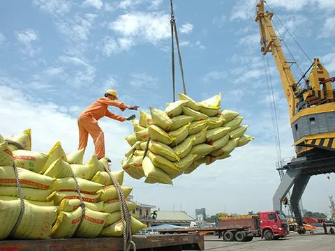 Giá gạo xuất khẩu Việt Nam đã giảm 35 USD/tấn