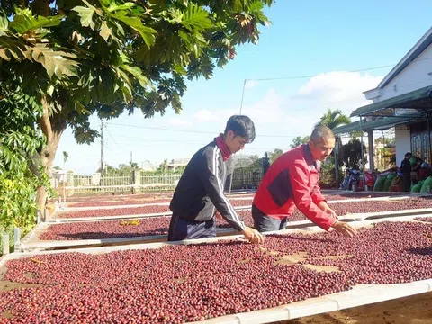 Xuất khẩu cà phê Việt Nam giảm mạnh về lượng và trị giá trong tháng 9