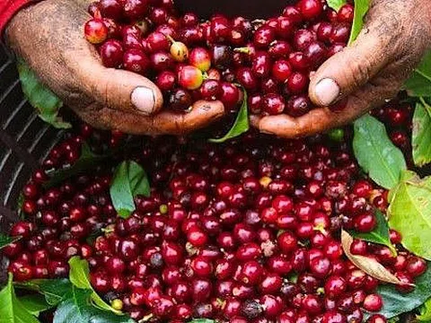 Giá xuất khẩu cà phê Việt Nam thiết lập mức kỷ lục trong niên vụ 2022-2023
