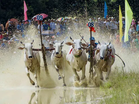 Ấn tượng hội đua bò Bảy Núi An Giang lần thứ 28