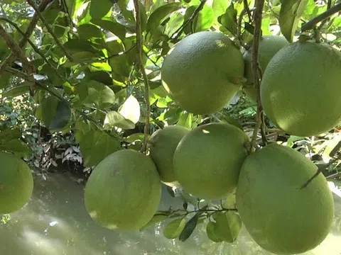 Nhiều nhà vườn ở Trà Vinh lo thất thu sản lượng trái cây Tết