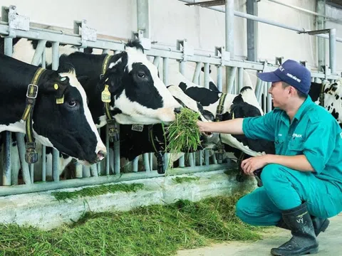 Gỡ khó cho ngành sữa tươi phát triển