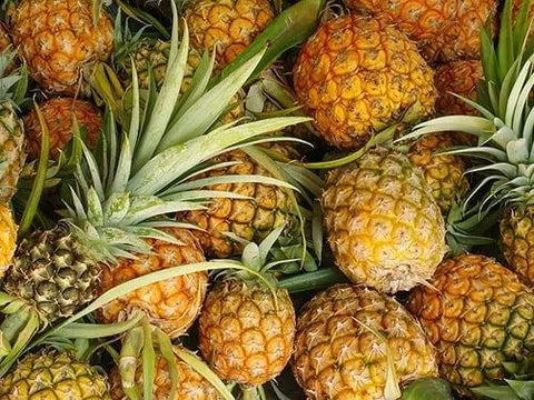 Trái dứa Việt có cơ hội trở thành “quả vàng” của nông nghiệp xuất khẩu