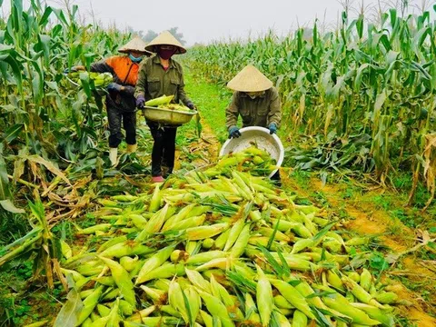 Đề xuất sửa đổi Thuế Giá trị gia tăng cho nguyên liệu và sản phẩm chăn nuôi