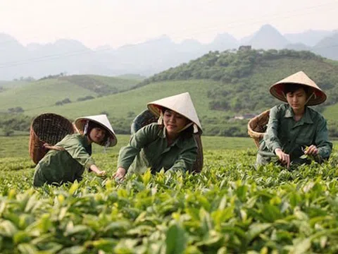 Chè Việt Nam có cơ hội nâng thị phần trên thị trường thế giới