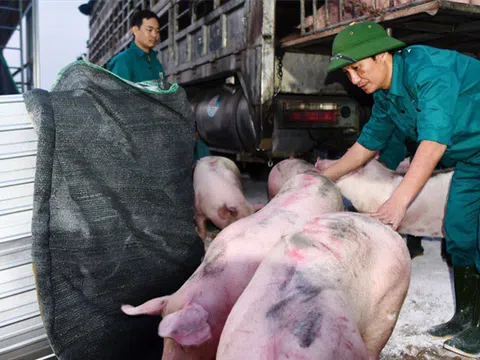 'Bêu tên' nhiều doanh nghiệp không phối hợp giảm giá thịt lợn