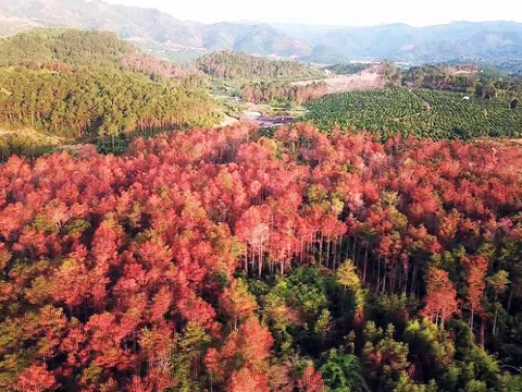 Lâm Đồng: 2,2ha rừng thông vừa trồng đã bị nhổ sạch