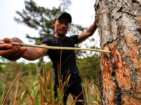 Lâm Đồng: 50 cây thông ở Vườn Quốc gia Bidoup - Núi Bà bị 'bức tử'