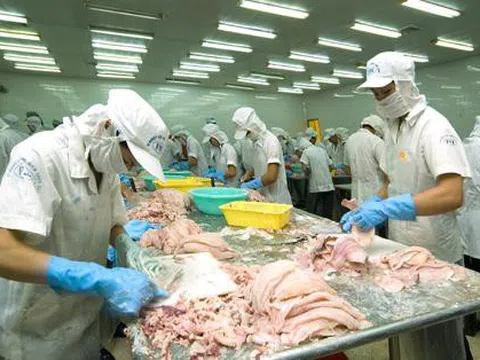 Xuất khẩu mực, bạch tuộc tăng 22% đạt 53,7 triệu USD trong tháng 8