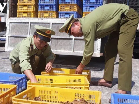 Quảng Ninh: Tiêu hủy 13.500 con gà giống nhập lậu