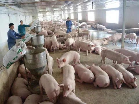 Hà Nội: Ngăn chặn dịch tả lợn châu Phi tái phát