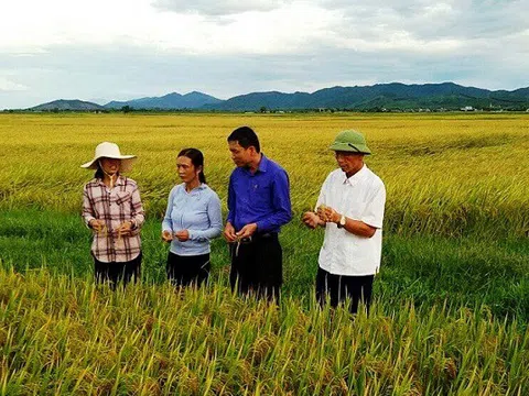 Thanh Hóa: Sản xuất Lúa theo hướng phát triển nông nghiệp bền vững