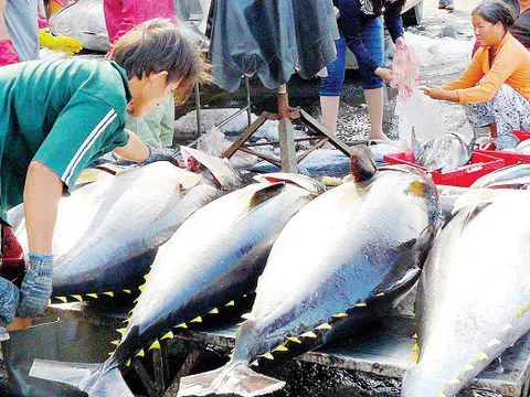 EU tăng hạn ngạch nhập khẩu cá ngừ lên 35.000 tấn