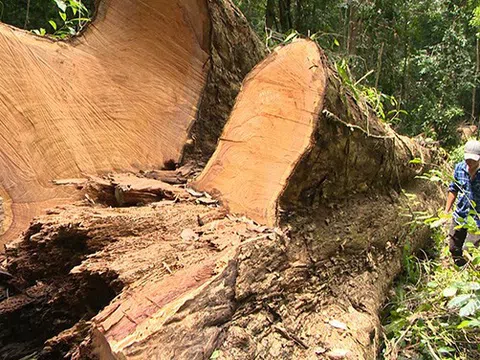 Gia Lai: Điều tra, xác minh vụ khai thác gỗ giáng hương cổ thụ trái phép