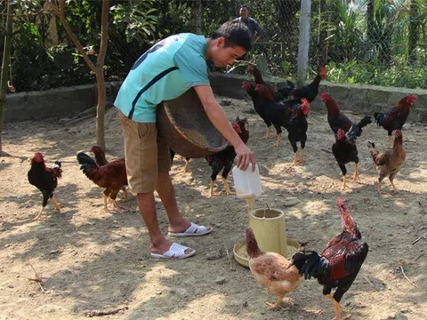 Cuối năm: Kiếm hàng trăm triệu nhờ nuôi gà... dưới đệm lót sinh học
