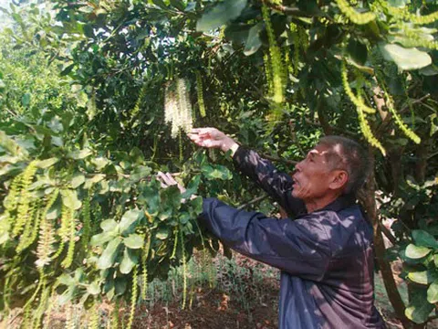 Lai Châu: Trở thành tỷ phú từ trồng cây mắc ca