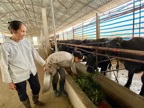 Hòa Bình: Thu nhập tiền tỷ từ trại bò trăm con ở thôn Voi