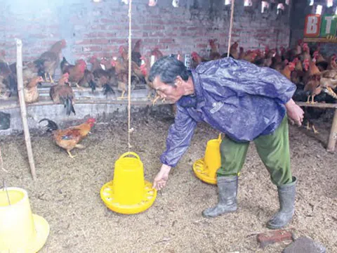 Thái Bình: Làm giàu từ chăn nuôi tổng hợp