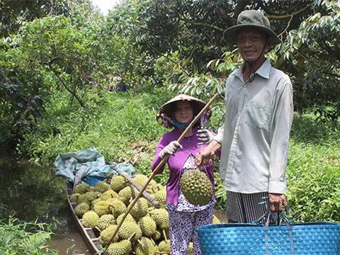Cần Thơ: Thu nhập cao nhờ trồng sầu riêng